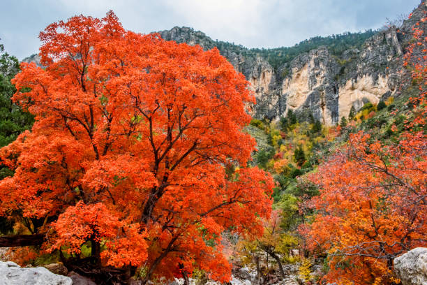istock Pine Canyon Splendor - II 1194194997