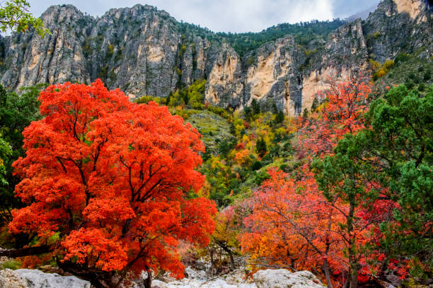 istock Pine Canyon Splendor - I 1194195028