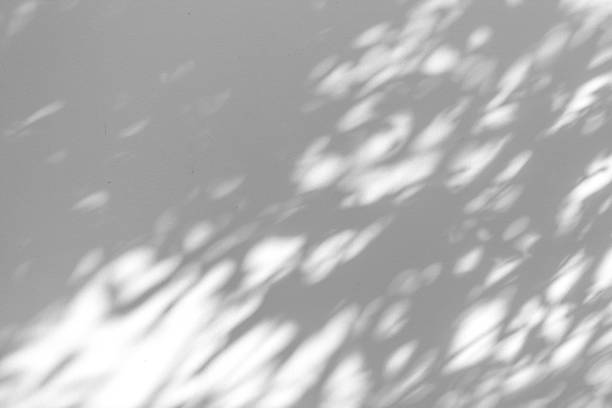istock Shadow blur of the leaves on white wall abstract background. 1194195911