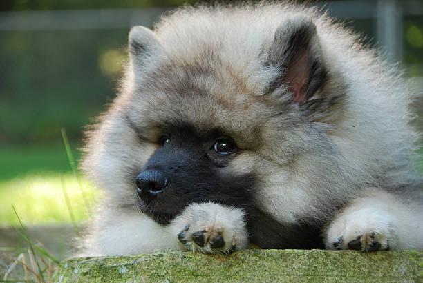 spitz lupo cucciolo - keeshond foto e immagini stock