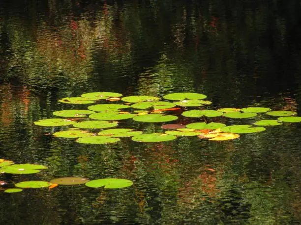 Lilypads on pond in autumn with colorful reflection