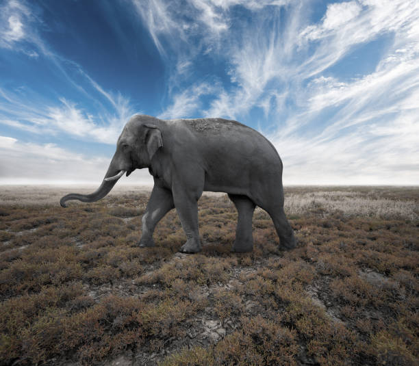 istock Single adult african elephant on bushes 1194197894