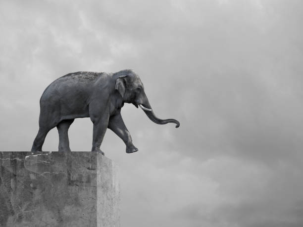 istock The elephant does not know what to do. end of the path for the elephant 1194199416