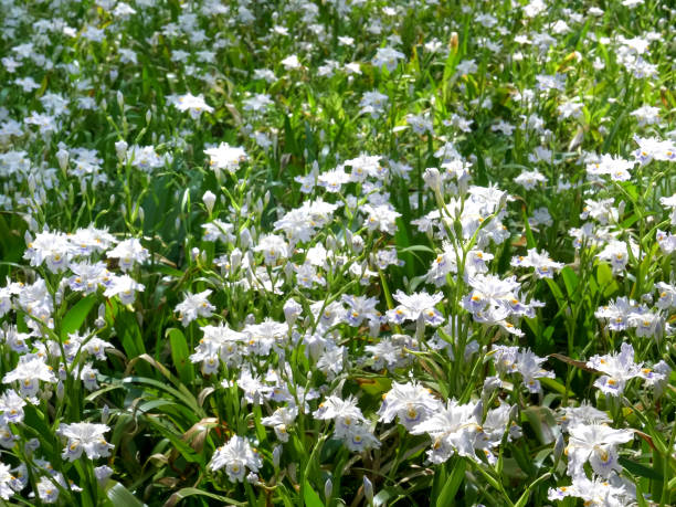 istock japanese iris in tokyo 1194200302