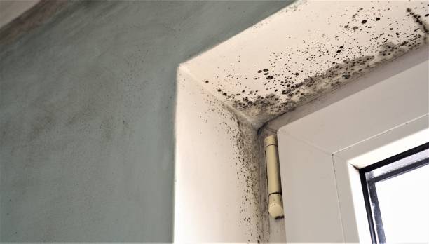 istock Toxic black mold growth. Damp water-damaged building 1194202582