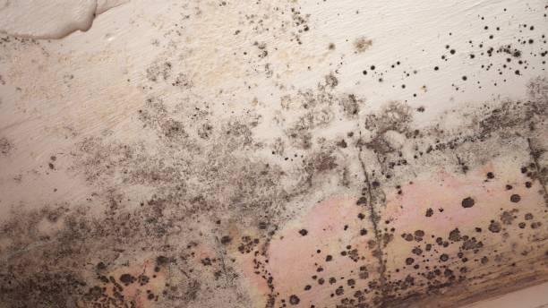 Toxic black mold growth in house and is extremely dangerous to humans Mold growth wherever there is dampness and moisture, like basements, attics, kitchens, bathrooms or areas that have experienced flooding spore photos stock pictures, royalty-free photos & images
