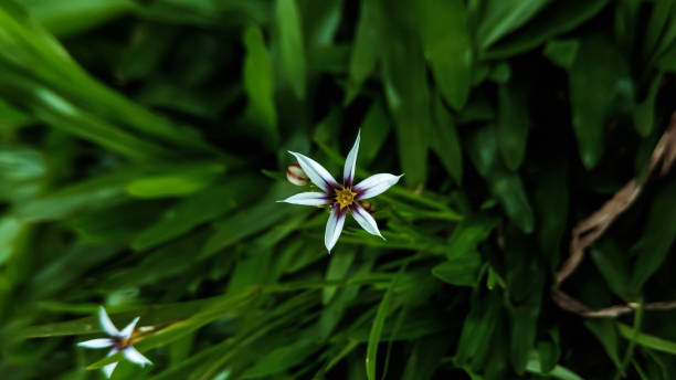 istock flower in the garden 1194203316