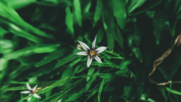 flower in the garden - Macro