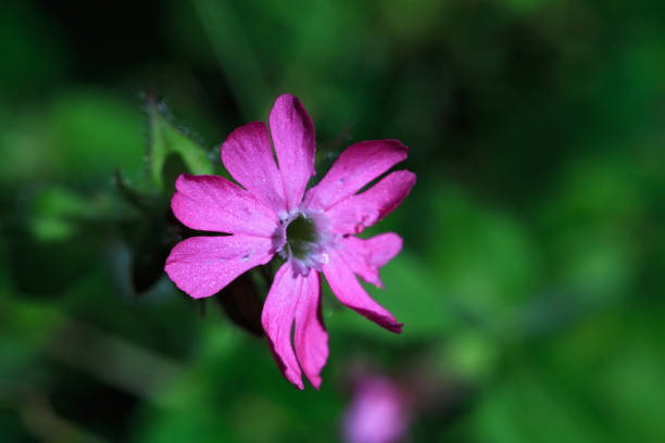 istock Beautiful small pink flower photographed in macro mode 1194203540