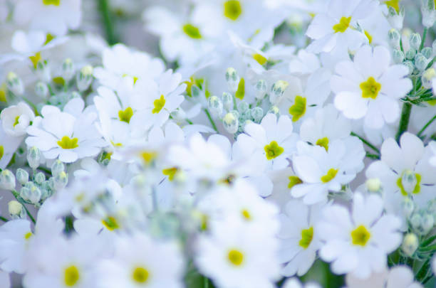 Japanese beautiful white primrose has begun to bloom