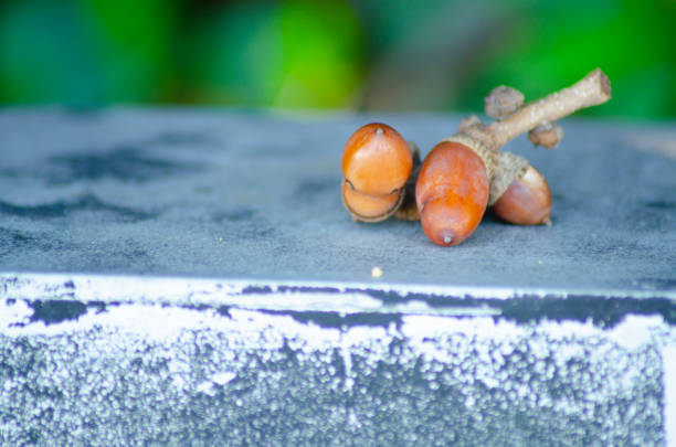 istock A beautiful autumn acorn in Japan 1194205294