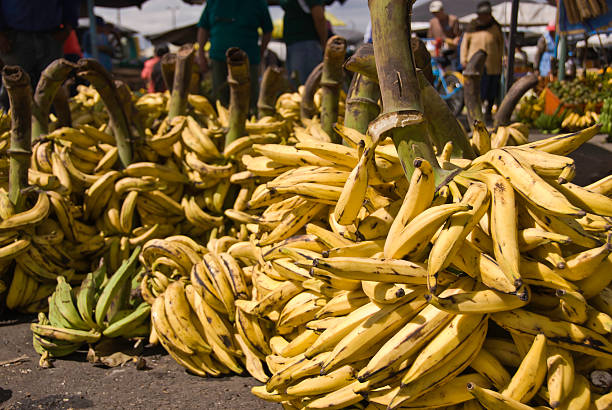 de bananas - 4609 imagens e fotografias de stock