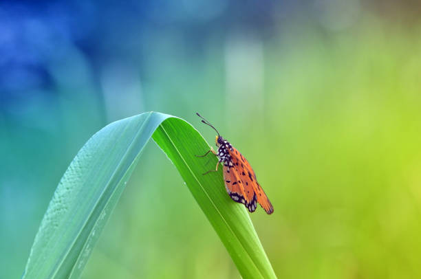The skipper - Pelopidas, branded swift or millet skipper butterfly is resting on the leaves and it can be seen from the floor through the gaps in the cycas palm plant leaves