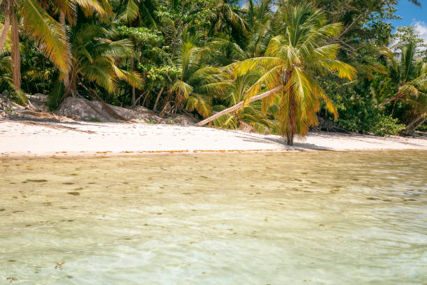 istock Turquoise natural pool, Beach with tropical palm trees – Punta Cana, Caribbean 1194206109