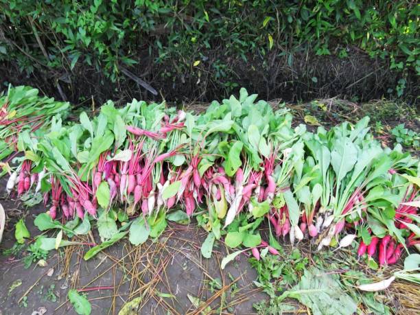 Fresh Radish image.