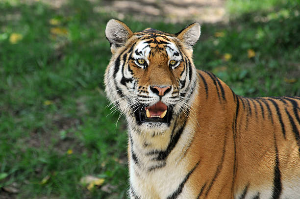istock Portait of Tiger 119420672