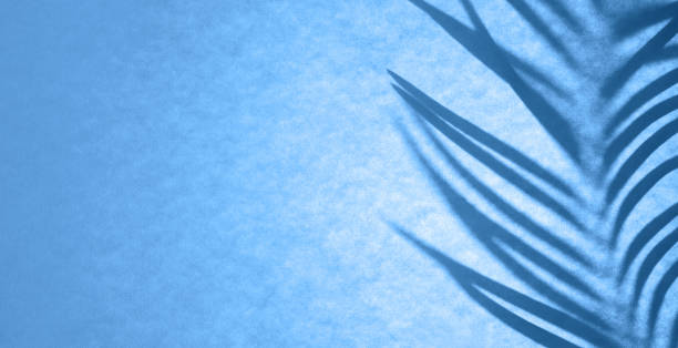 istock Shadow of palm leaf in classic blue backlight. Floral monochrome backdrop 1194206983