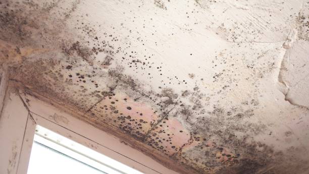 Stachybotrys chartarum also known as black mold or toxic black mold. The mold in cellulose-rich building materials from damp or water-damaged buildings