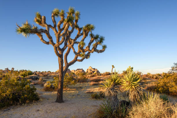 joshua tree national park, mojave desert, californie - mojave yucca photos et images de collection