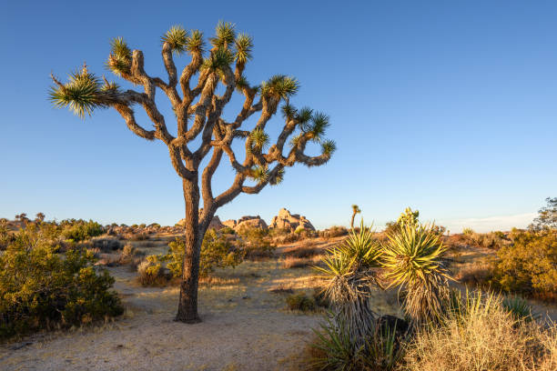 parco nazionale di joshua tree, deserto del mojave, california - photography north america cactus plant foto e immagini stock