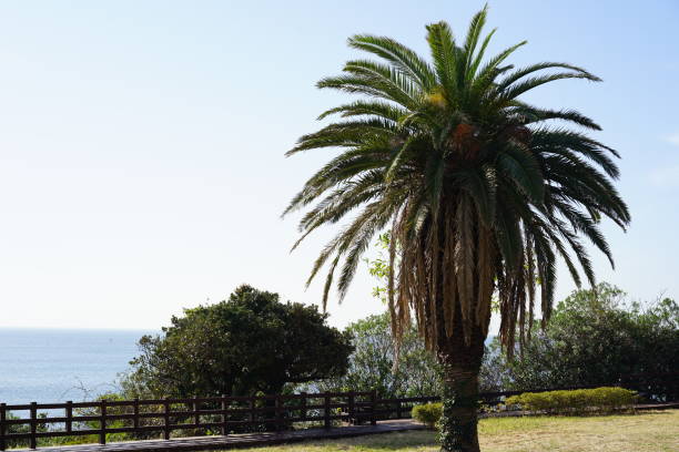 istock a palm tree by the sea 1194208753