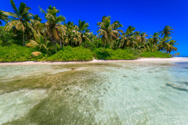 istock Turquoise natural pool, Beach with tropical palm trees – Punta Cana, Caribbean 1194209472