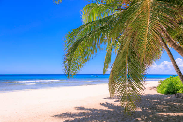 istock Turquoise natural pool, Beach with tropical palm trees – Punta Cana, Caribbean 1194210232