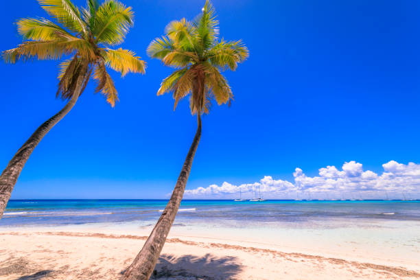 istock Turquoise natural pool, Beach with tropical palm trees – Punta Cana, Caribbean 1194210320