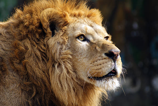 Lion stock photo