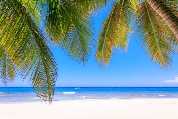 istock Turquoise natural pool, Beach with tropical palm trees – Punta Cana, Caribbean 1194211271