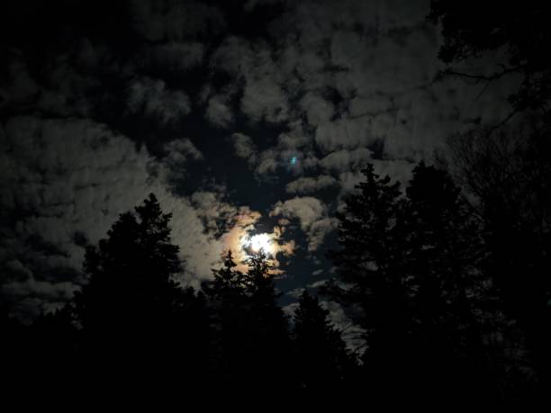 istock Bright full moon in the deep dark forest 1194214159