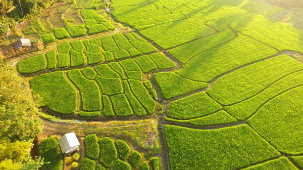 istock The beautiful landscape of rice fields 1194214287