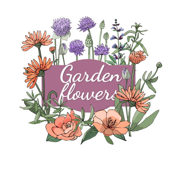 Vector isolated floral set. Vector isolated floral set. Orange and purple garden flowers and herbs: calendula, chives, sage, camellia, tarragon. chives allium schoenoprasum purple flowers and leaves stock illustrations