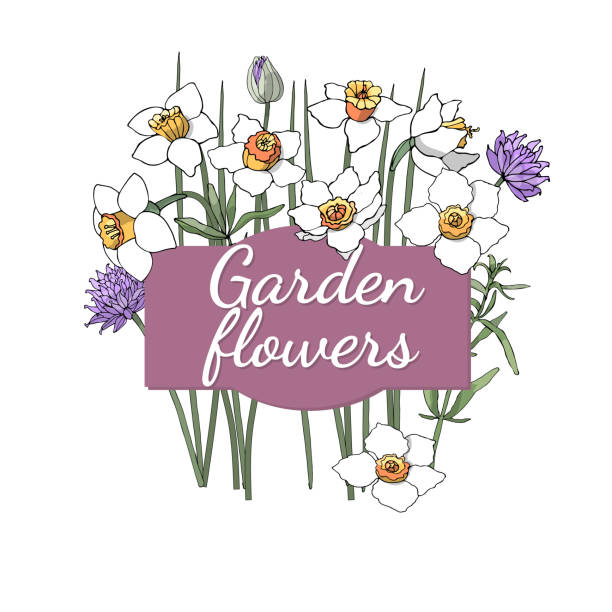 Vector floral set. Vector floral set. Isolated garden spring flowers: white daffodils with a yellow middle, purple chives and green tarragon. chives allium schoenoprasum purple flowers and leaves stock illustrations