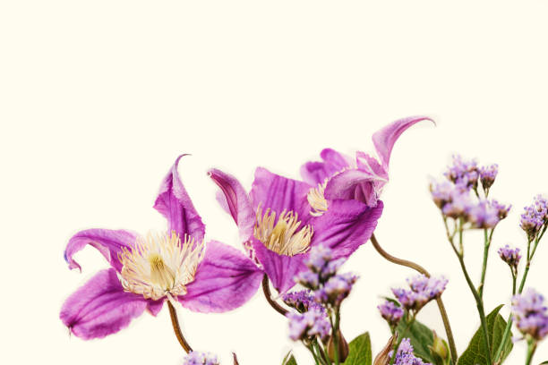 Purple clematis and sea-lavender on white background