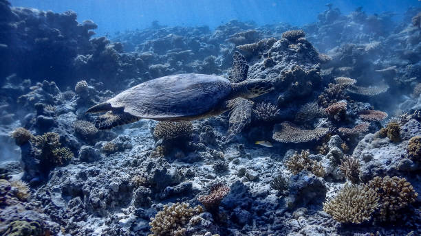 istock Hawksbill Sea Turtle at Apo Reef Wall #3 1194215470