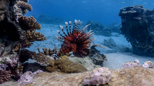 istock Red Lionfish at Apo Reef #5 1194217002