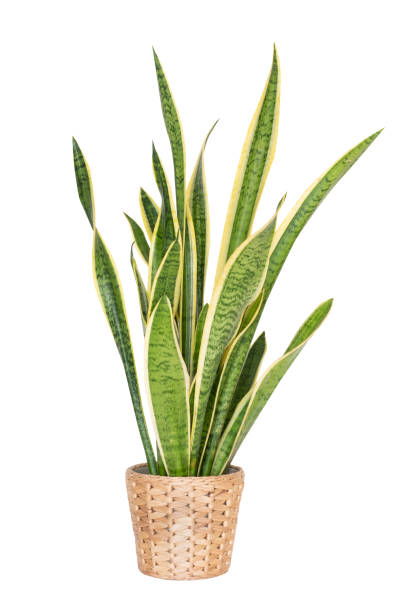 istock Snake Plant,Sansevieria trifasciata isolated on white background. clipping path 1194217948