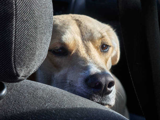 istock Dog is sitting in the car. 1194218106