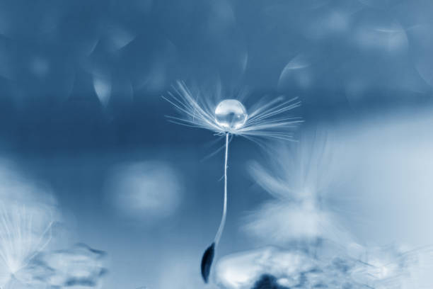 Fluffy dandelion in grass with sunlight