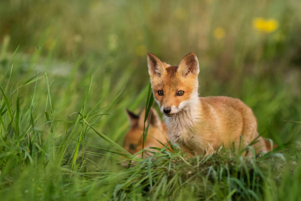 istock Two young red Foxes in grass on a beautiful light 1194222088