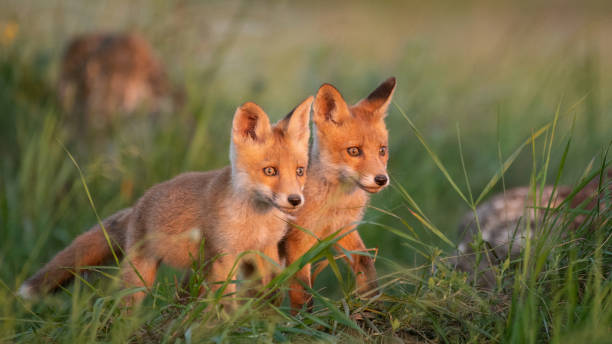 istock Two young red Foxes in grass on a beautiful light 1194222111