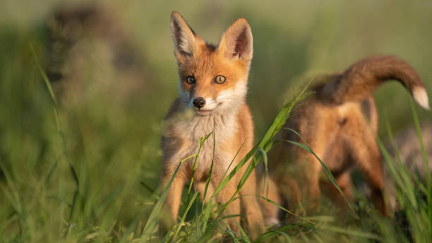 istock Two young red Foxes in grass on a beautiful light 1194222114