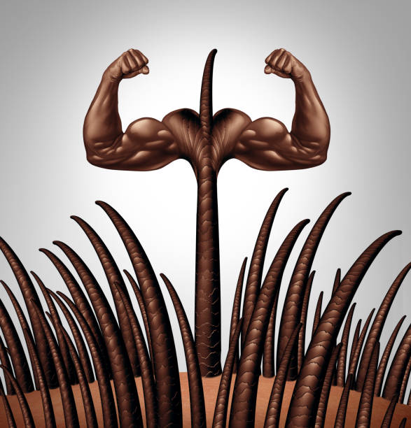 Strong Hair Strong hair and healthy follicle anatomy as a dermitology concept and medical idea as human hairs with a growing shaft emerging from the scalp as a 3D illustration. skin diagram photos stock pictures, royalty-free photos & images