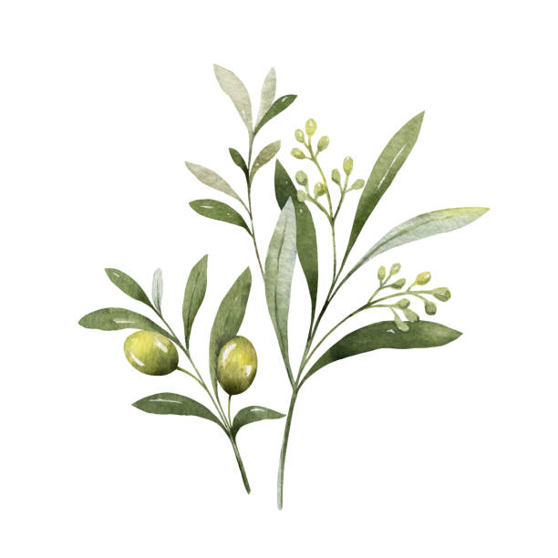 illustrazioni stock, clip art, cartoni animati e icone di tendenza di bouquet vettoriale ad acquerello di rami d'ulivo e fiori. - olive branch