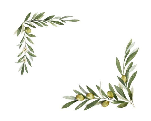 akwarela wektorowy wieniec z gałąz oliwnych i cytryny. - olive green illustration and painting backgrounds watercolor painting stock illustrations