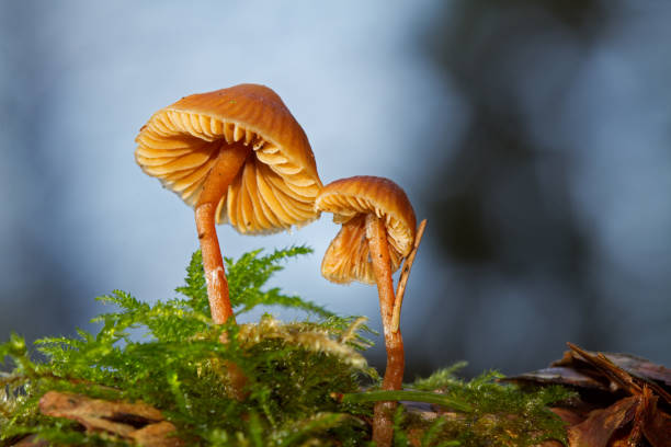 istock Tiny mushrooms on cone of spruce 1194223131
