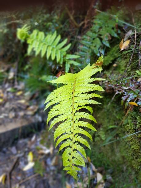 Nature Fern plant shova stock pictures, royalty-free photos & images