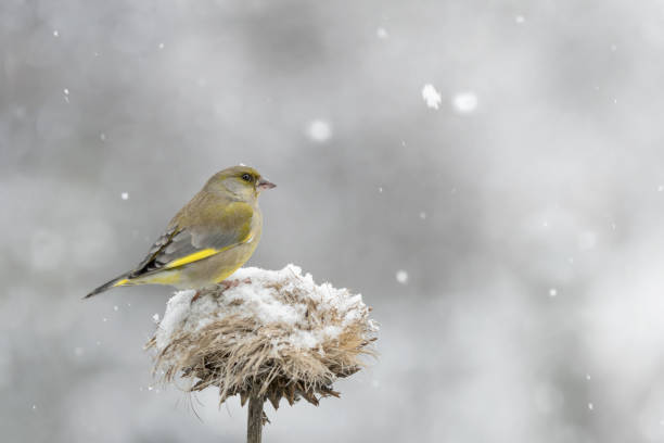 istock Greenfinch under snowflakes (Chloris chloris) 1194223676