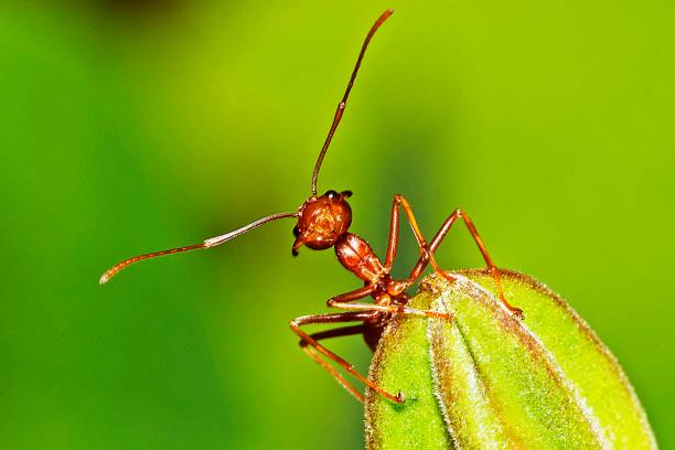 istock Ant climbing plant showing antenna. 1194224648